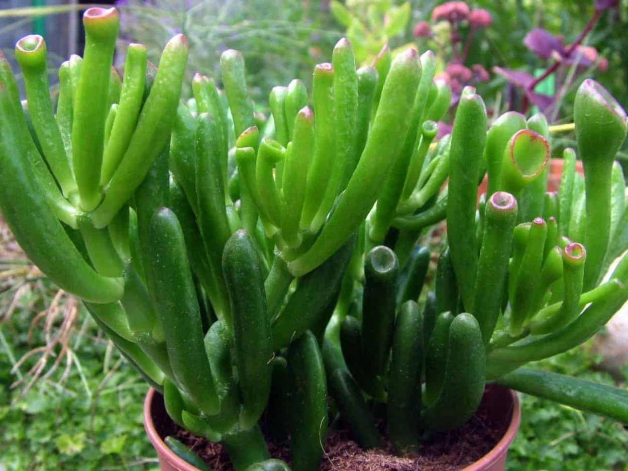 Крассула Голлум и Хоббит