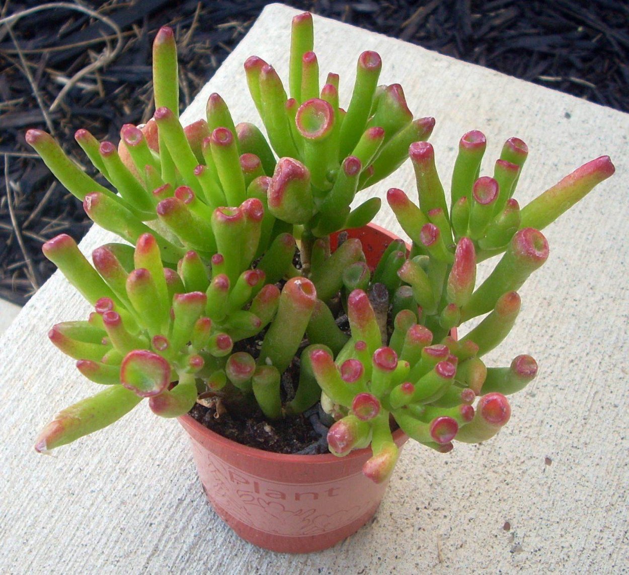 Crassula marnieriana