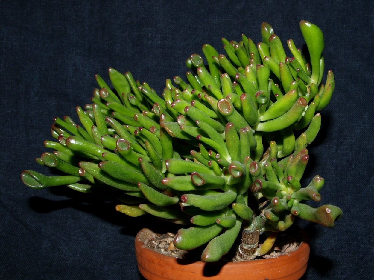 Crassula ovata Монстроза