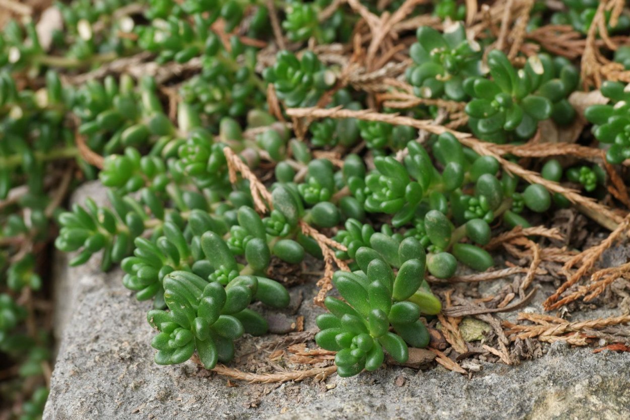 Мелколистная Крассула Купера