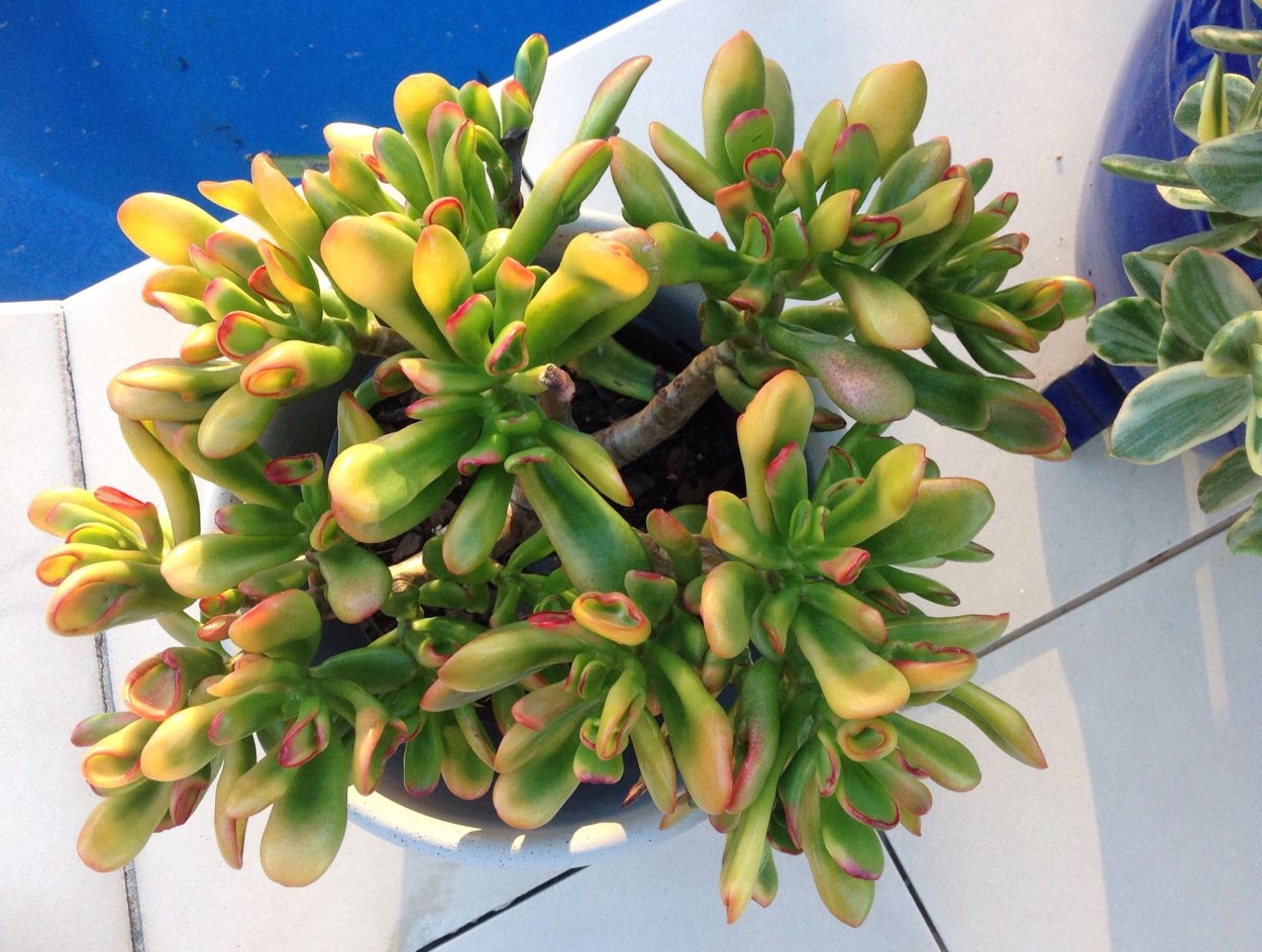 Крассула Овата Голлум