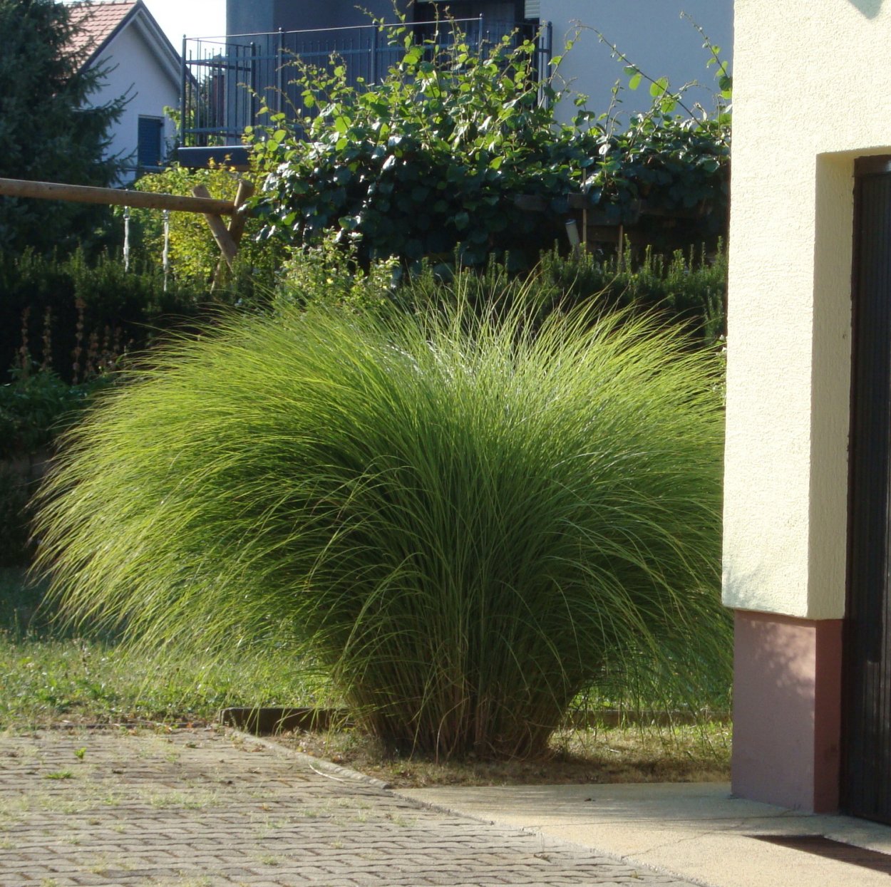 Мискантус Клейн Фонтейн