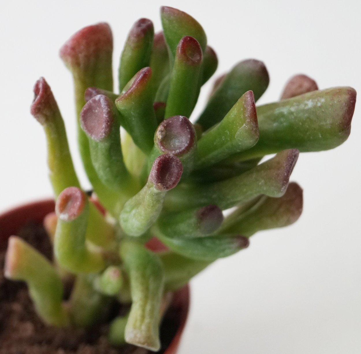 Крассула Аргентея