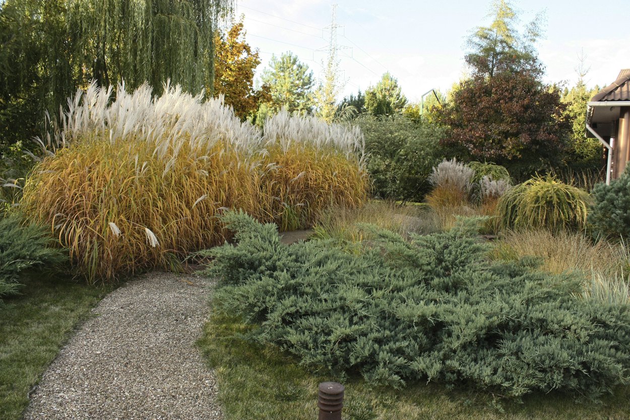 Мискантус с хвойными