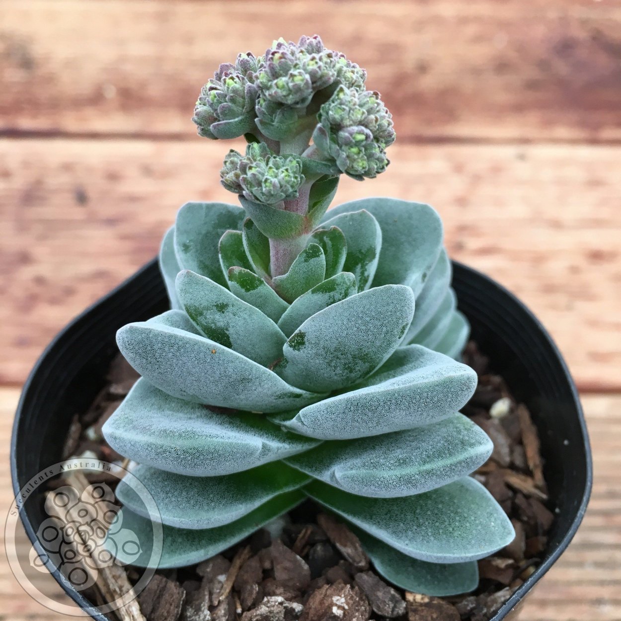 Крассула Хоббит бонсай