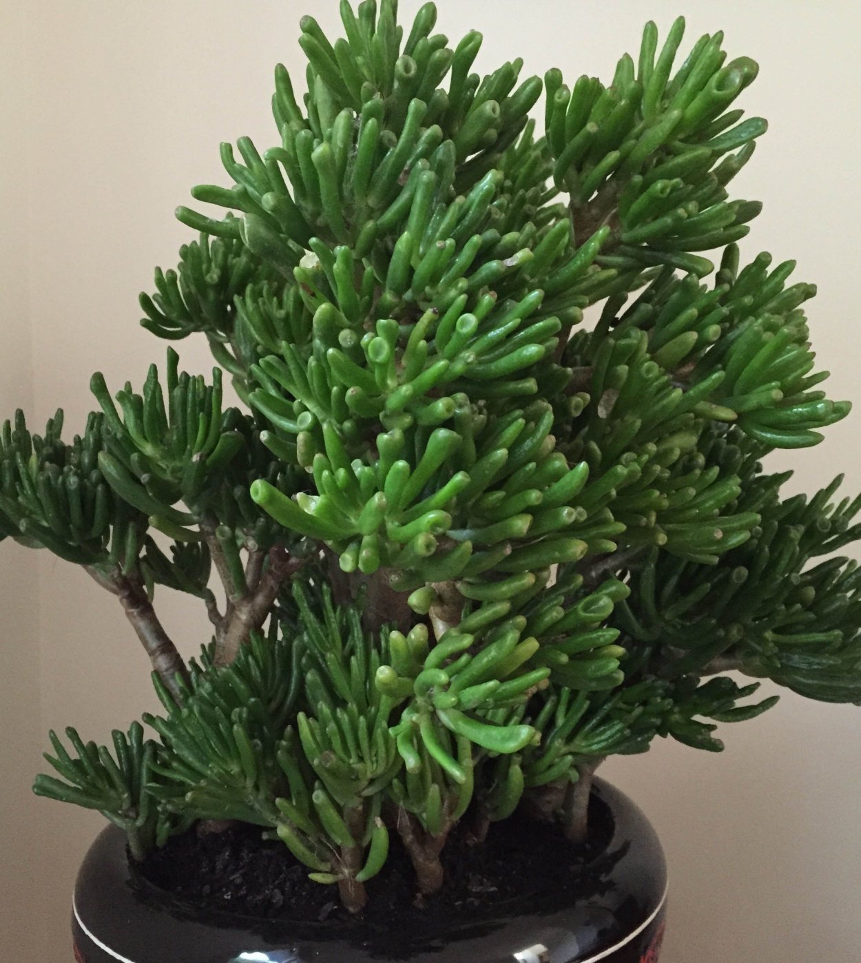 Крассула Овата коралл