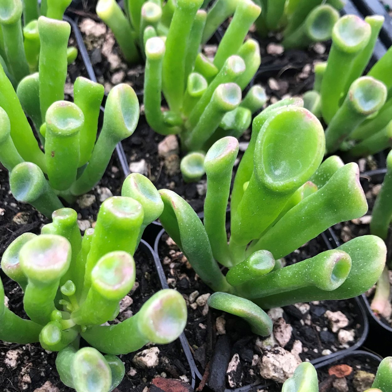 Crassula ovata Coral