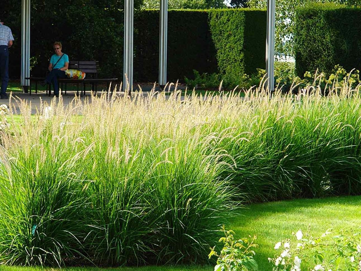 Пеннисетум тростниковый