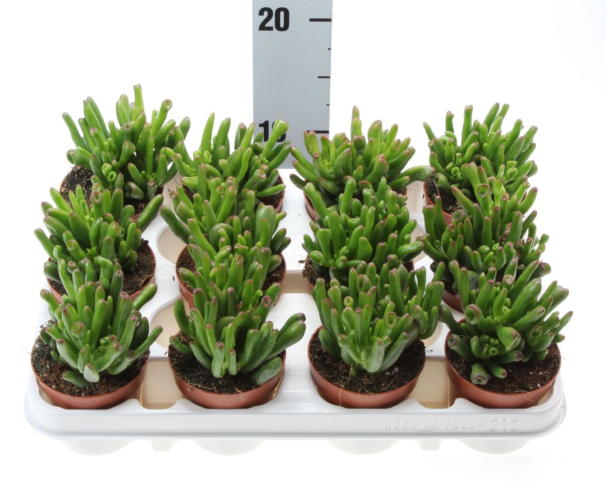 Crassula platyphylla Burgundy