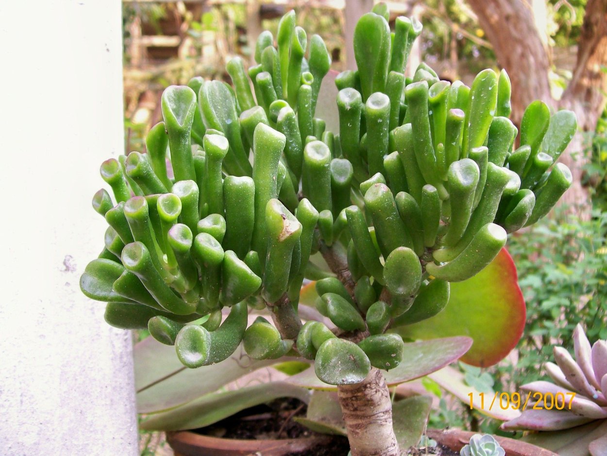 Крассула Каролина