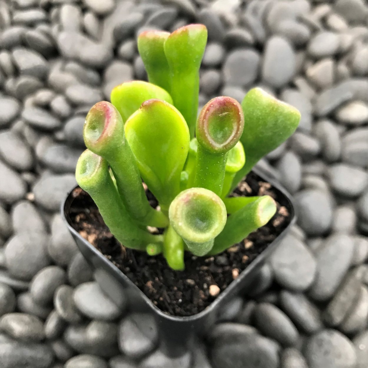 Крассула Овата коралл