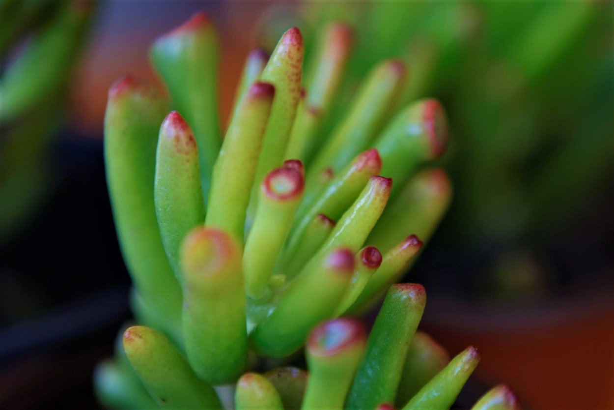 Толстянка (Крассула) коралл