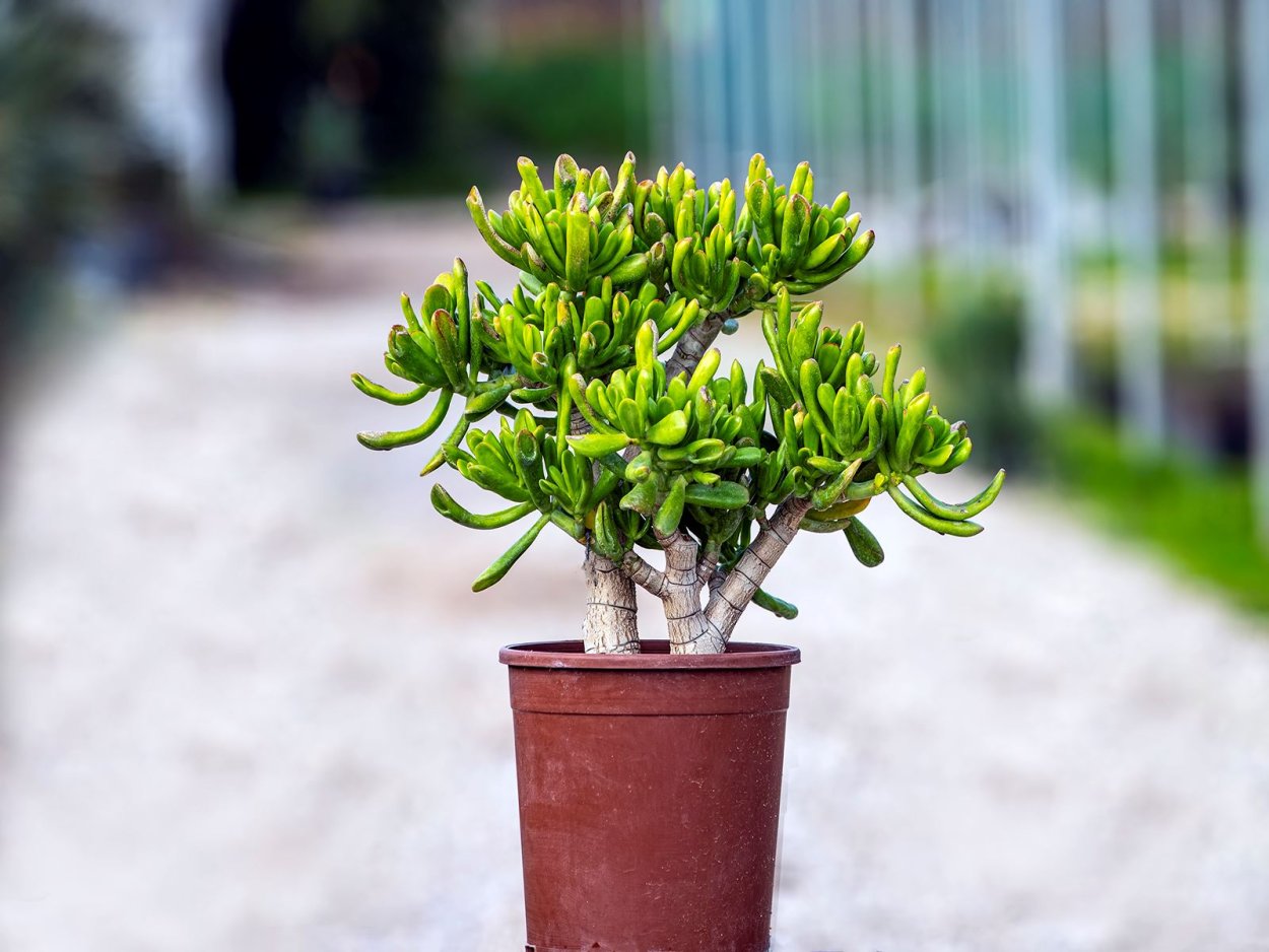 Крассула Овата бонсай