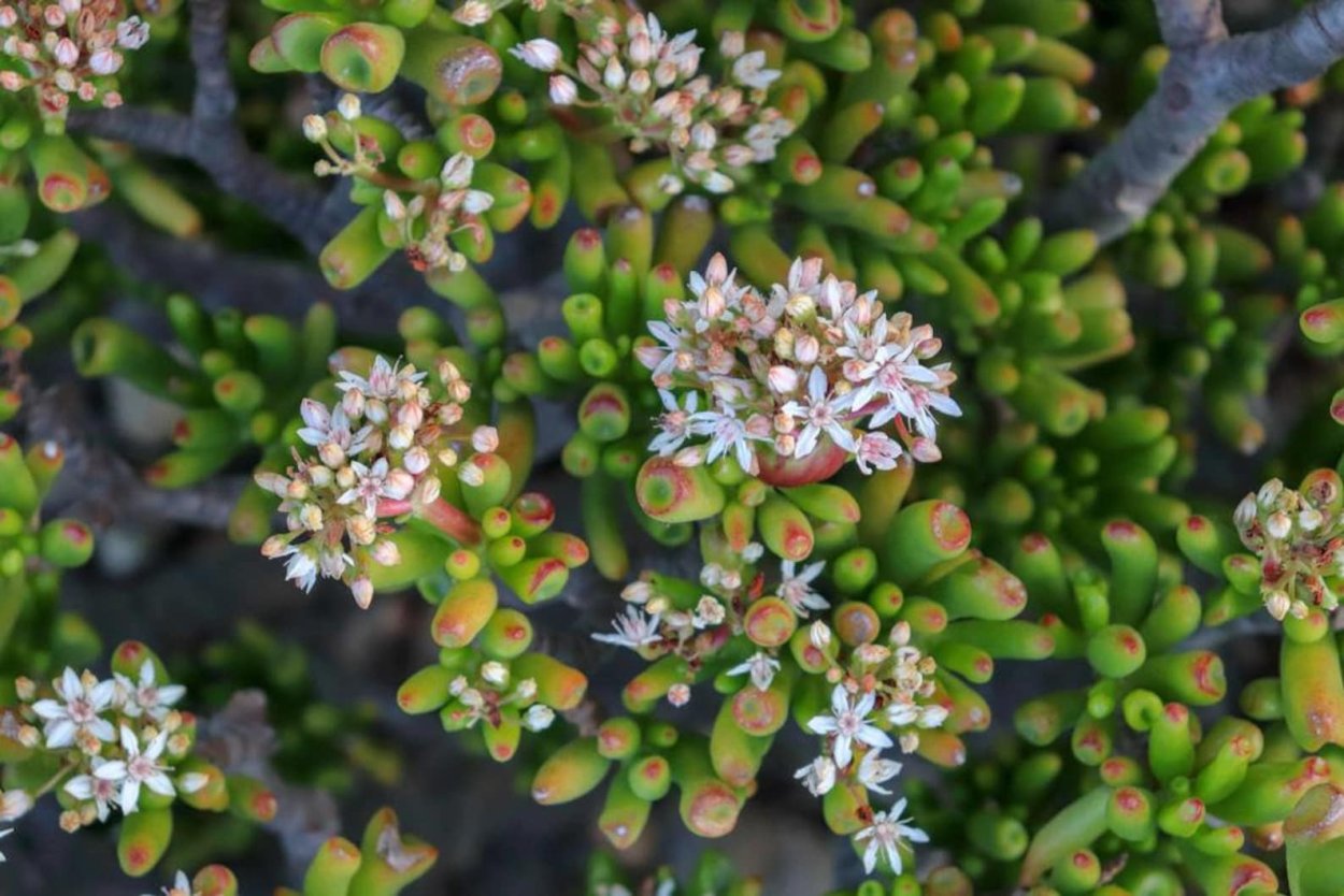 Крассула перфората thunbergii