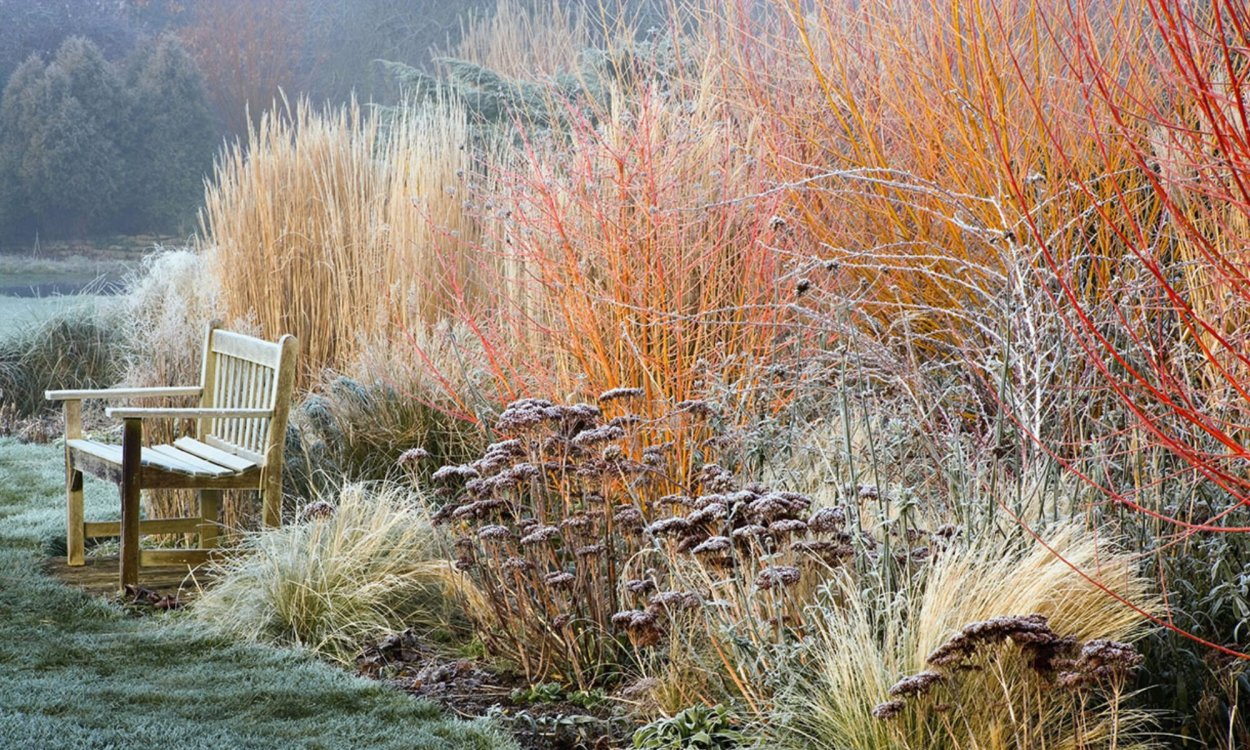 Вейник и дерен