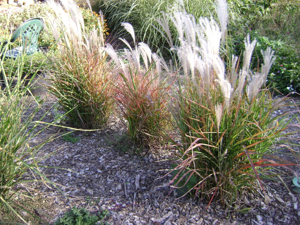 Мискантус PURPURASCENS