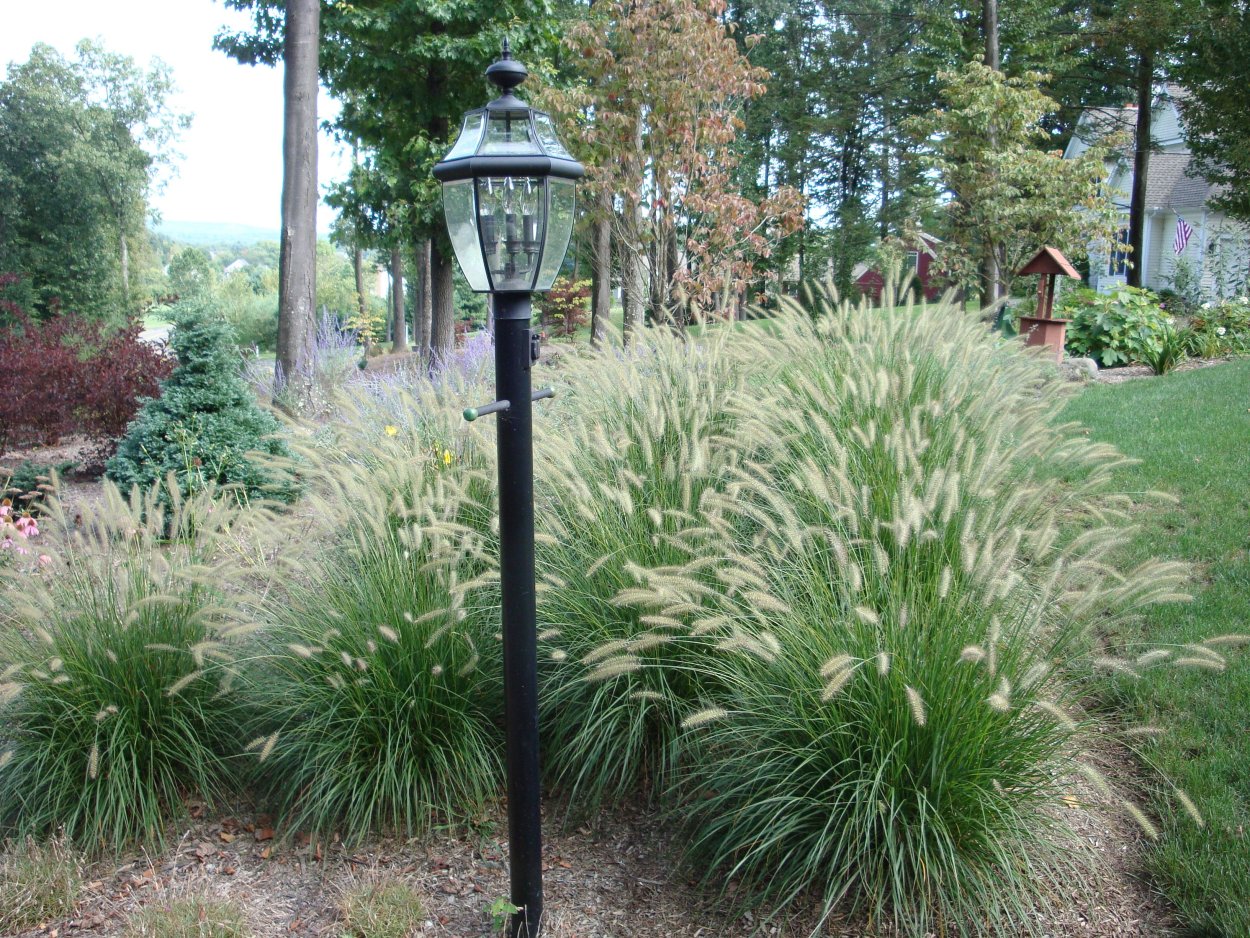 Шизахириум в ландшафте