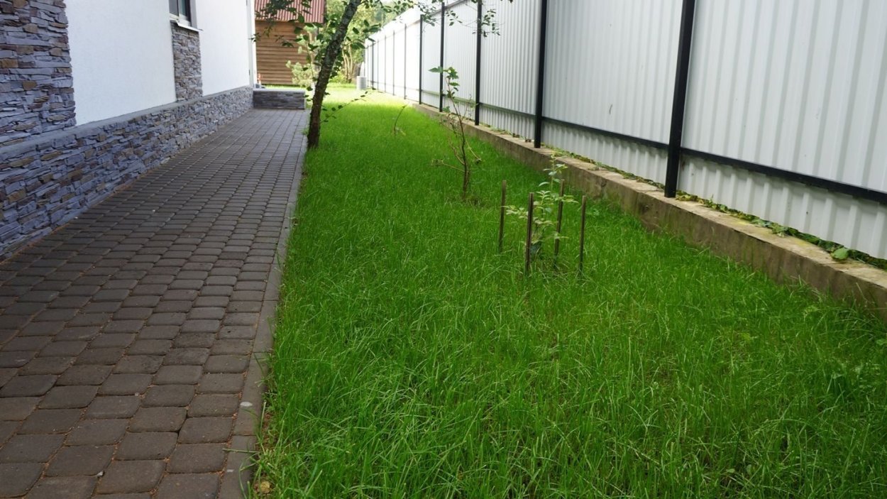 Отмостка с газоном