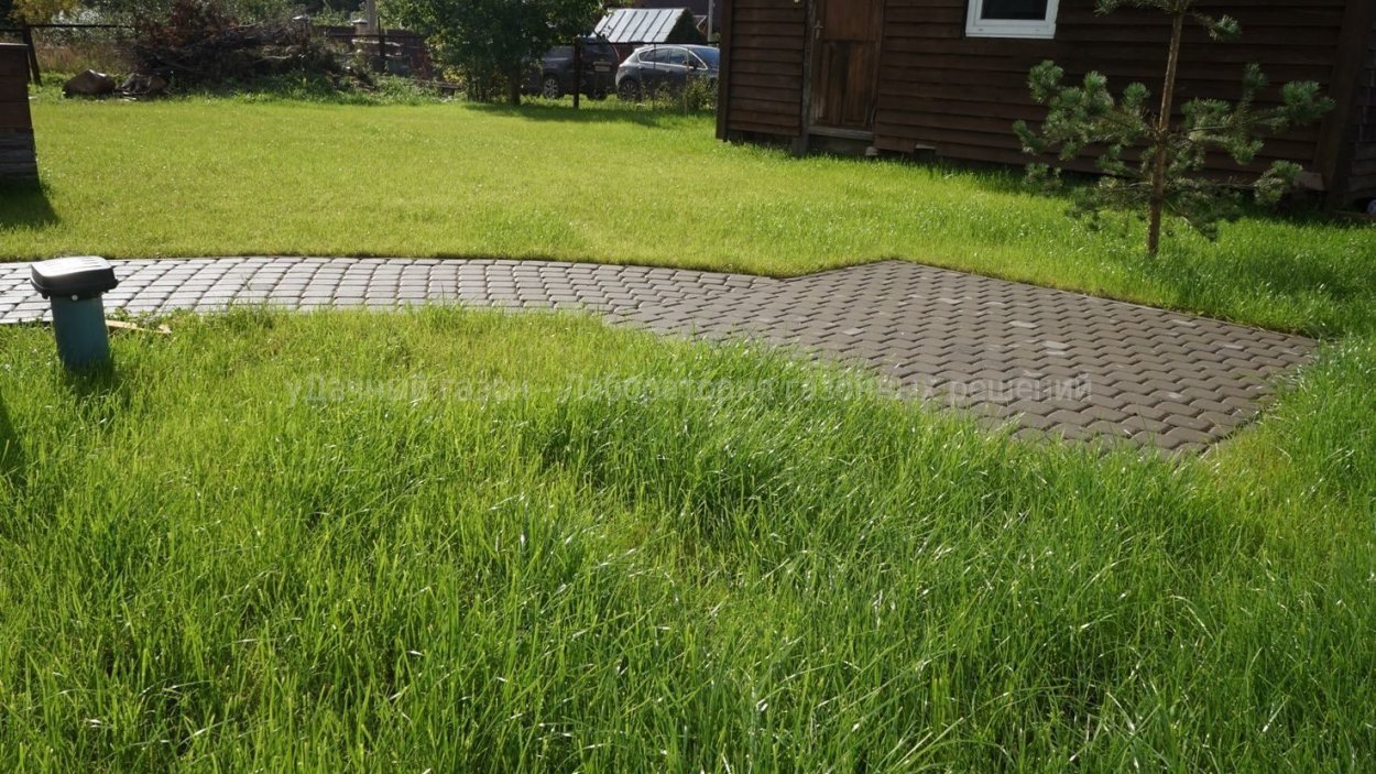 Отмостка с газоном