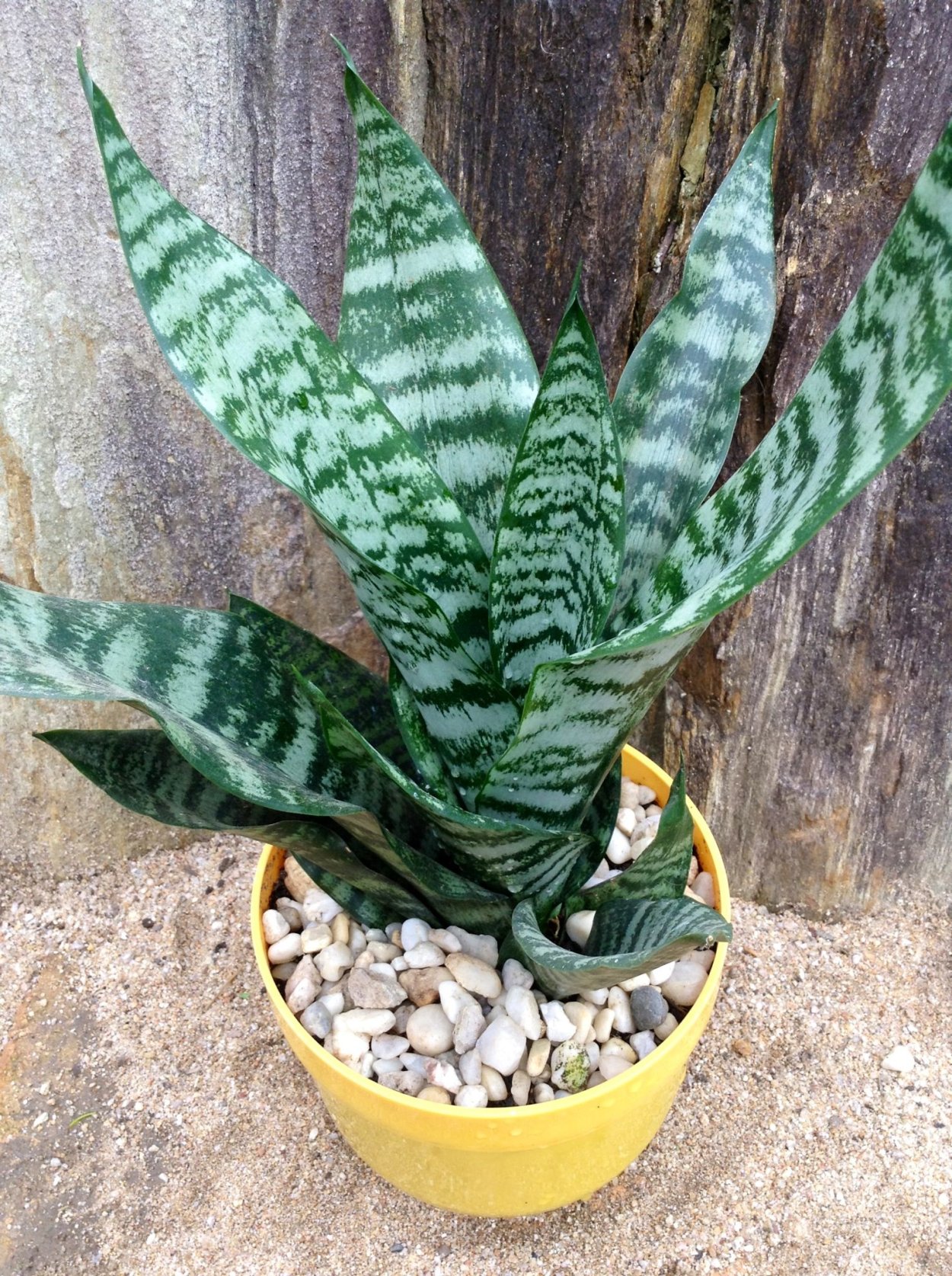 Сансевиерия trifasciata(trifasciata)