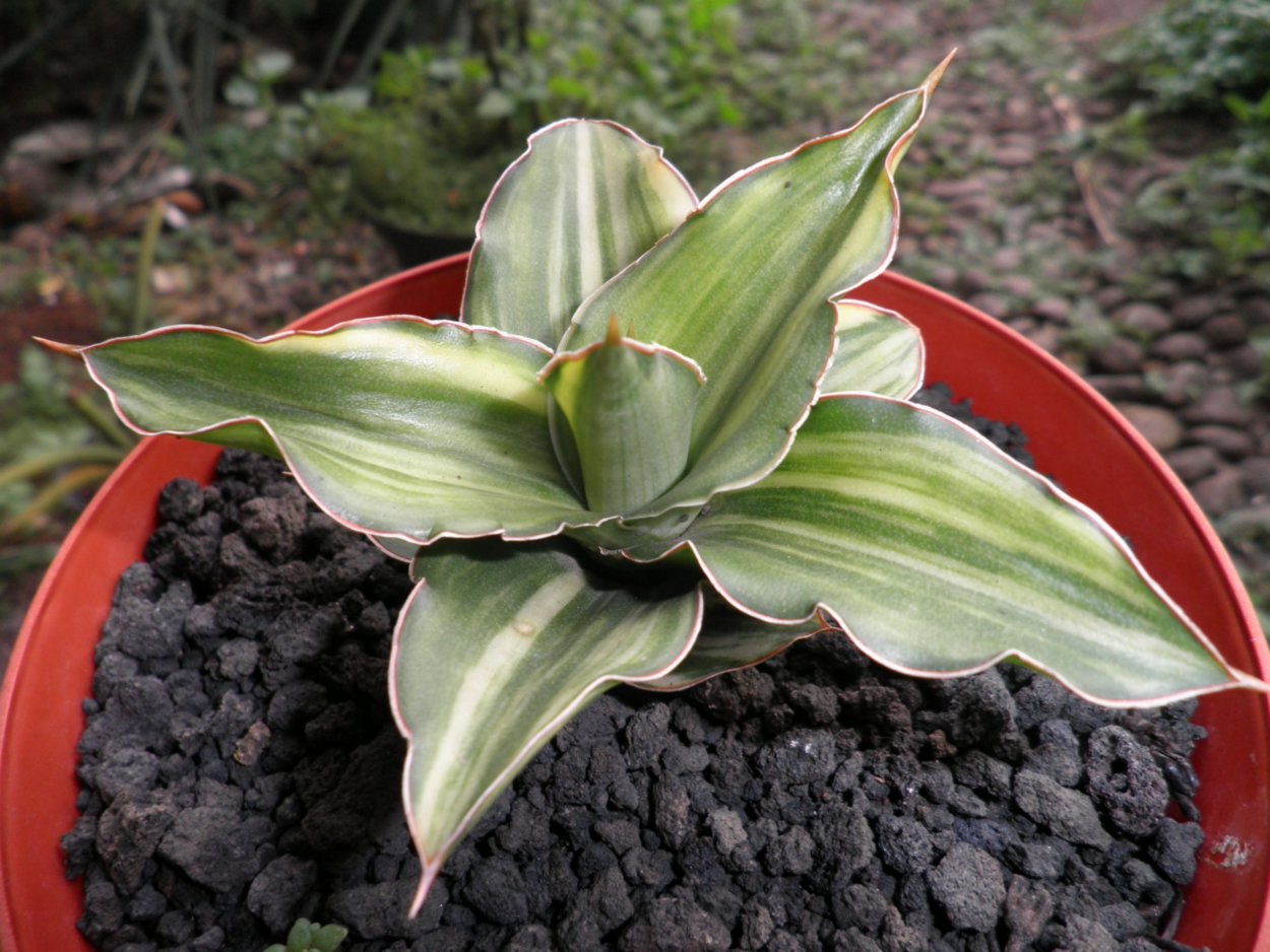 Сансевиерия Арборенсис