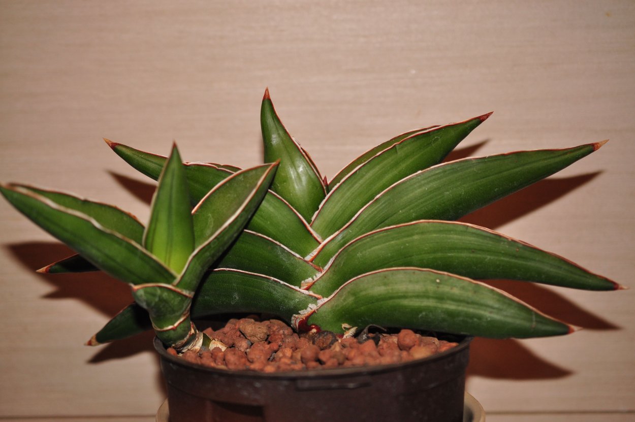 Сансевьера Лавранос