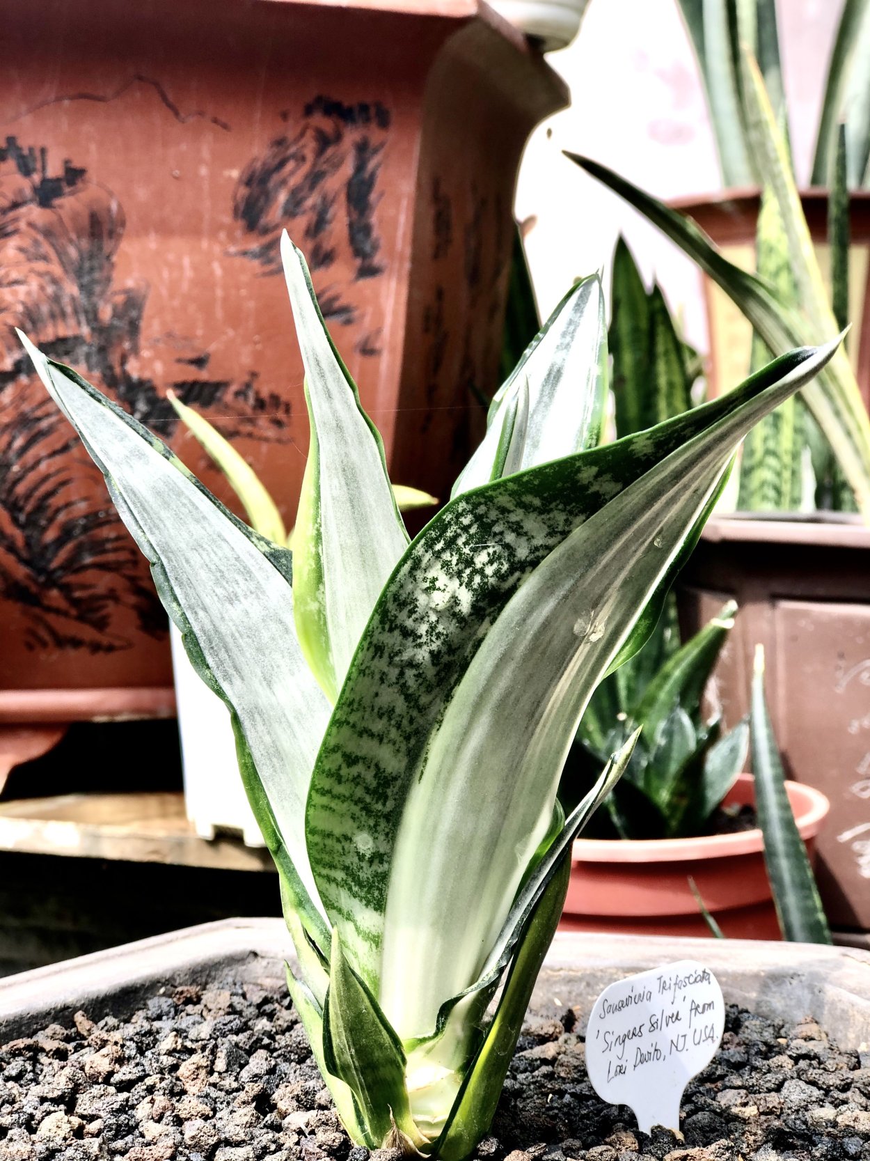 Сансевьера банана