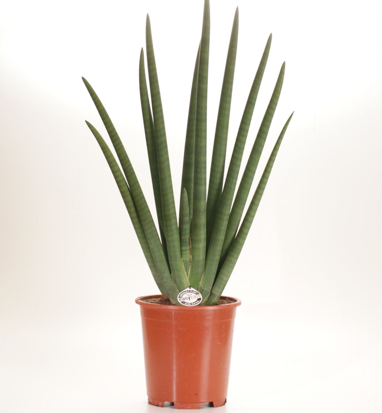 Сансевиерия эйлензис