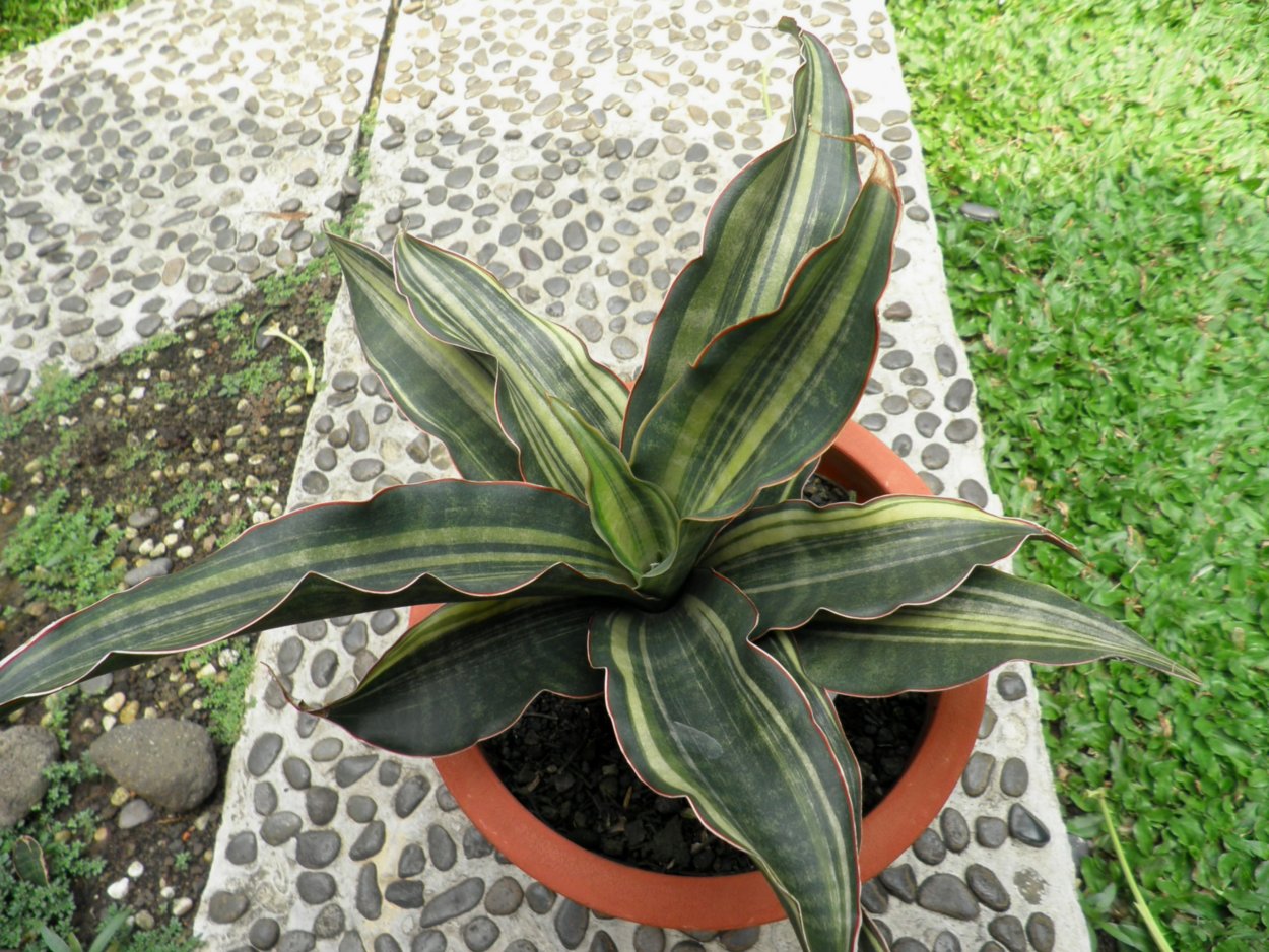 Black Rose Сансевиерия