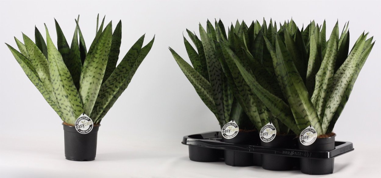 Sansevieria trifasciata zeylanica