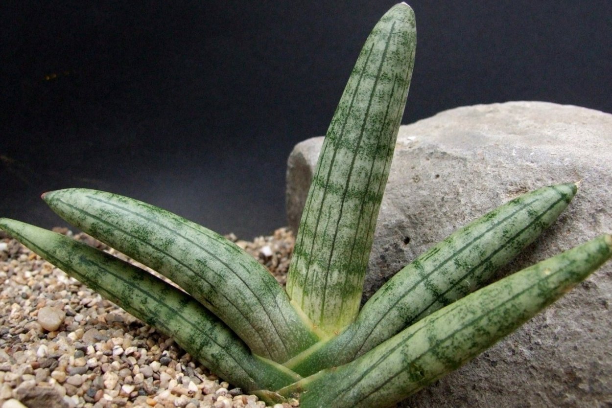 Sansevieria Boncel