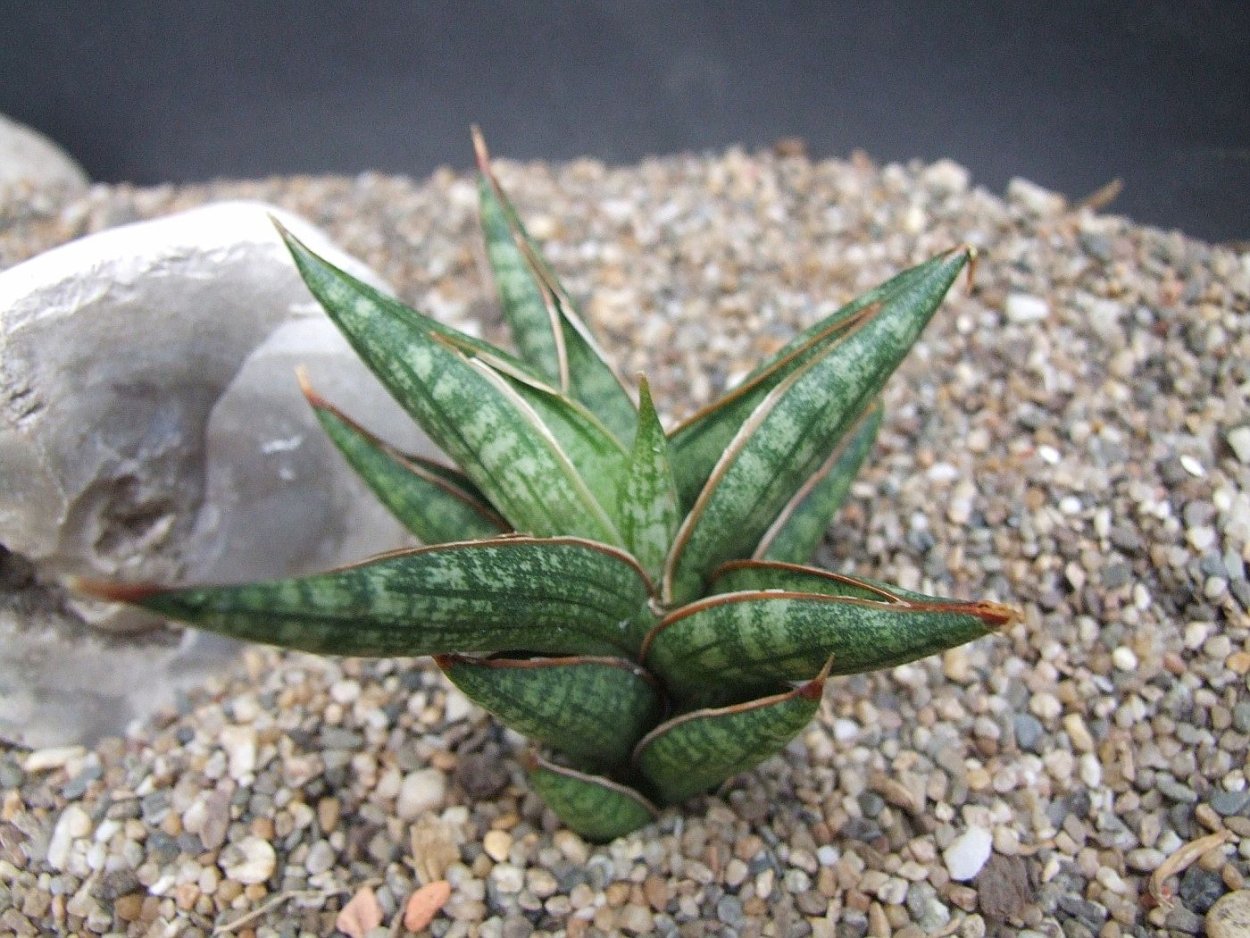 Суккулент Сансевиерия