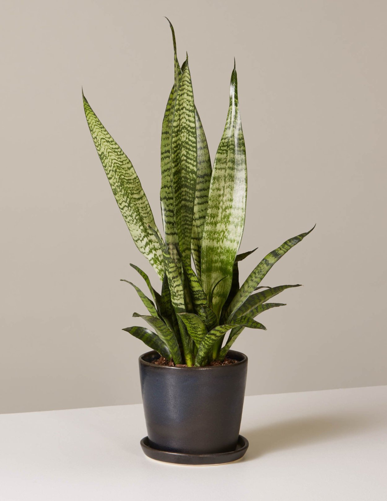 Сансевиерия плантс