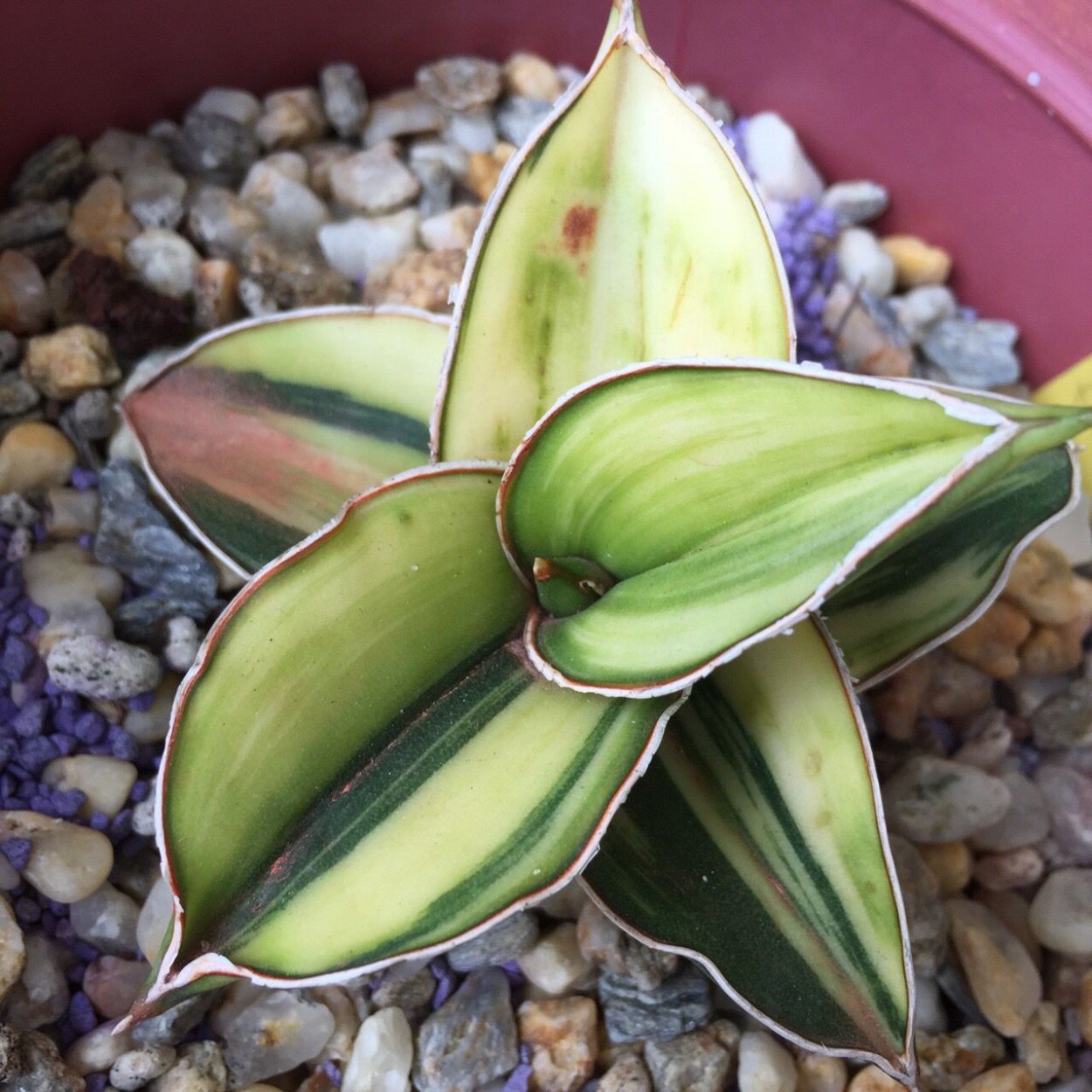 Сансевиерия Клеопатра