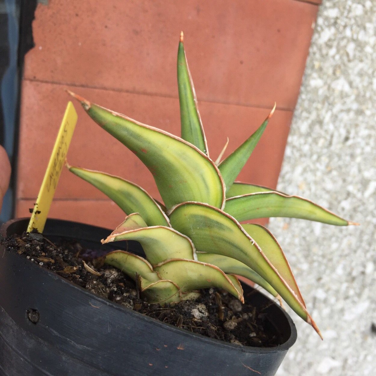 Сансевиерия Lavranos