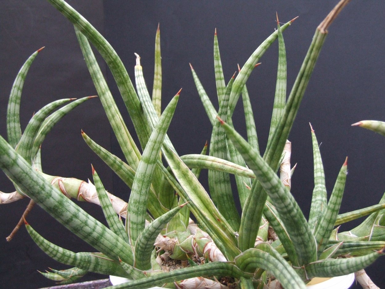 Сансевиерия Tanzania