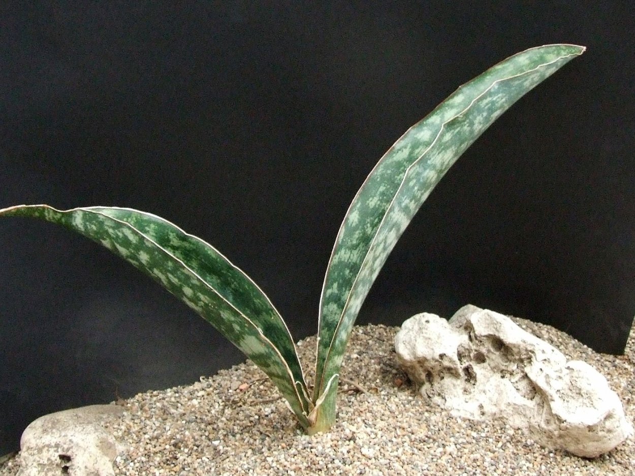 Сансевиерия Эллиптика