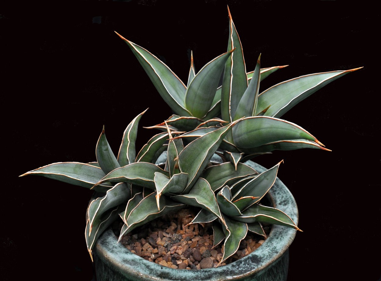 Сансевиерия парвикула