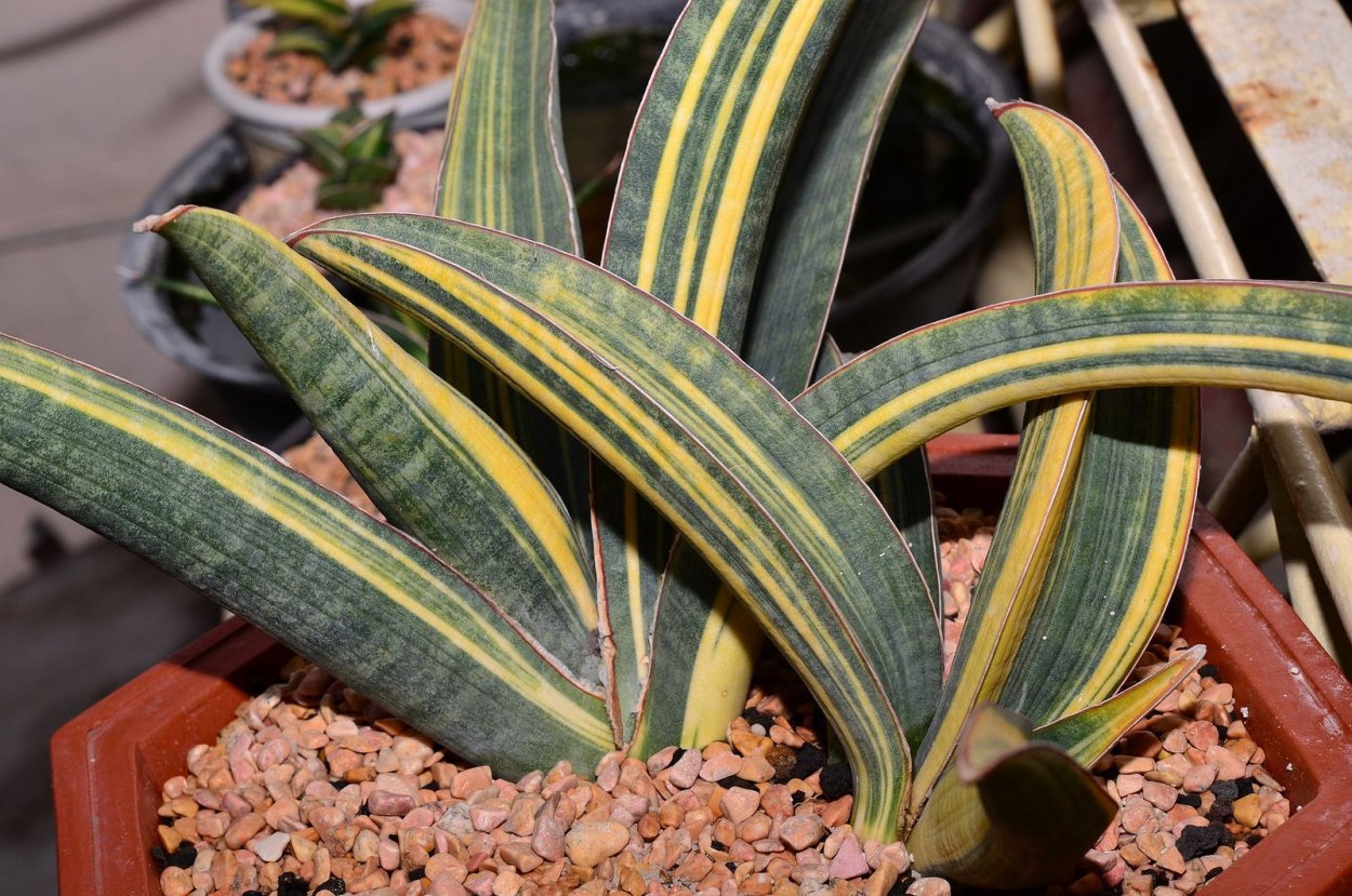 Сансевиерия Голден Асахи