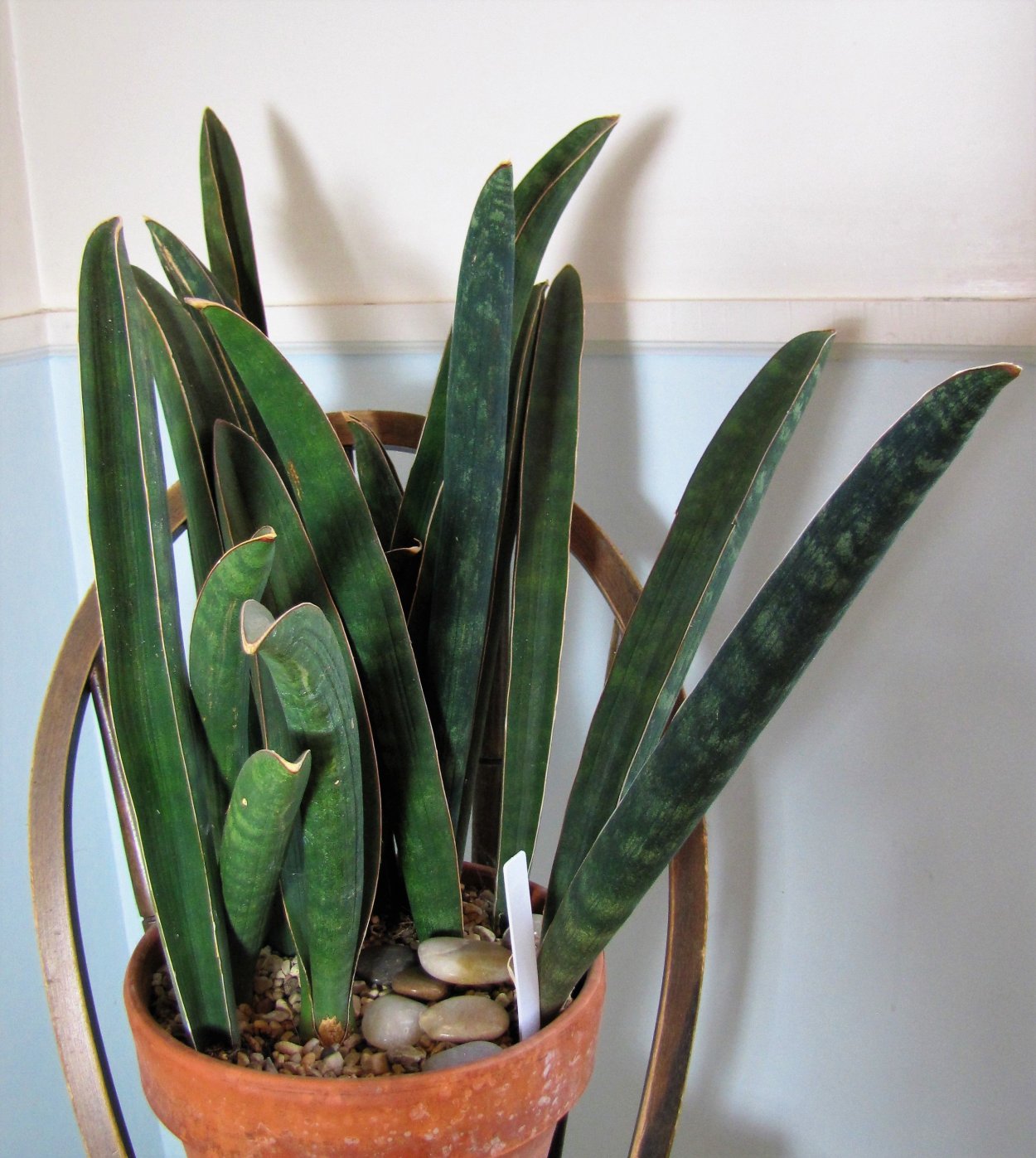 Сансевиерия Зимбабве