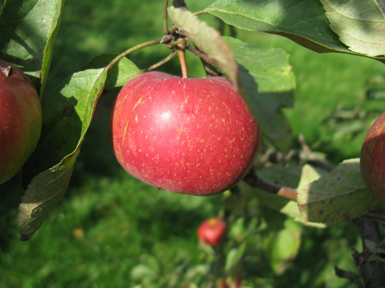 Яблоня китайская сливолистная