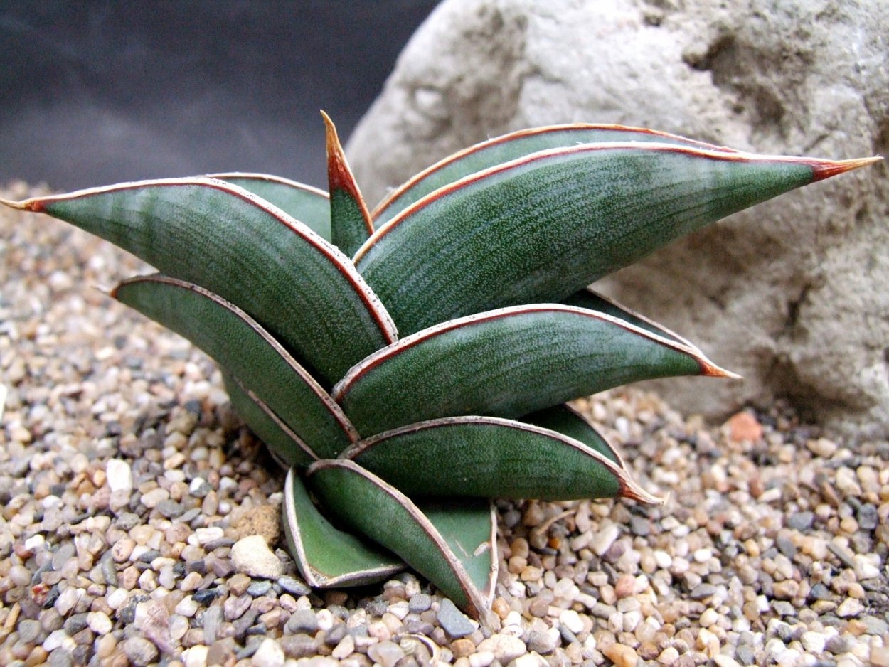 Сансевиерия masoniana