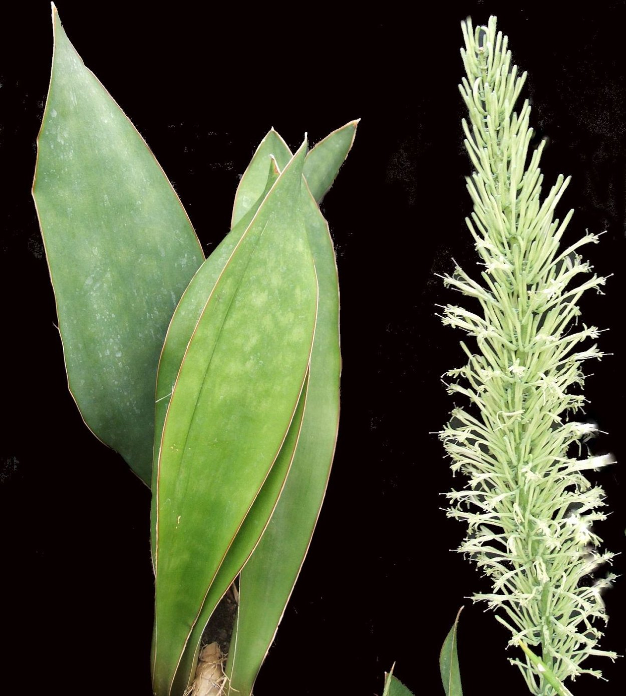 Сансевиерия композиции