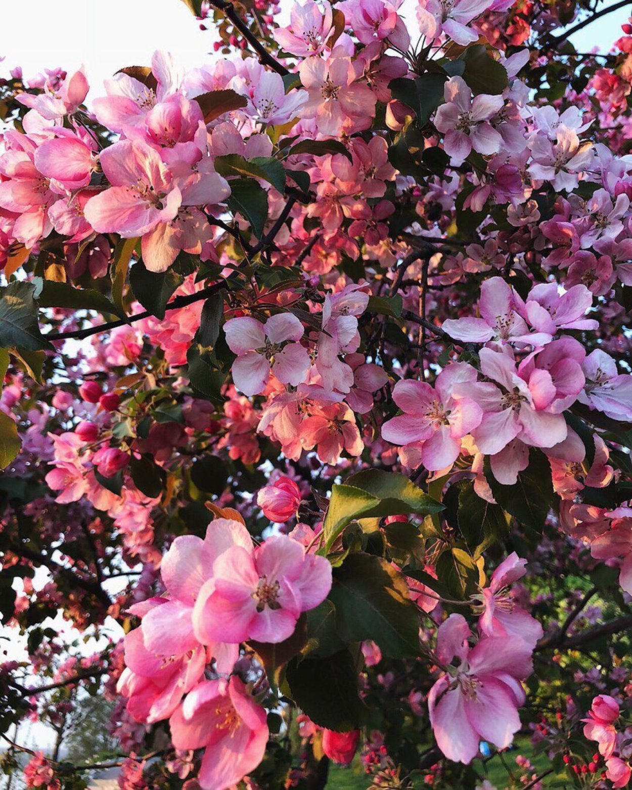 Яблоня профессор Шпренгер