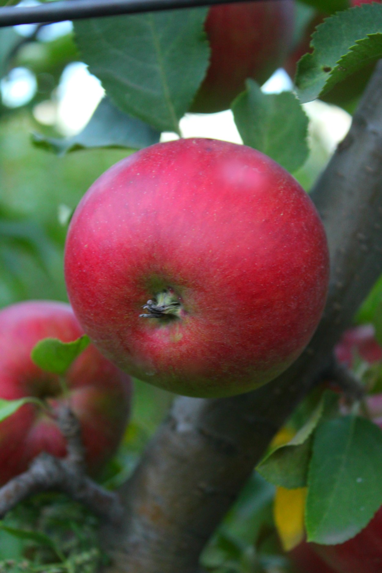 Яблоня винерпо