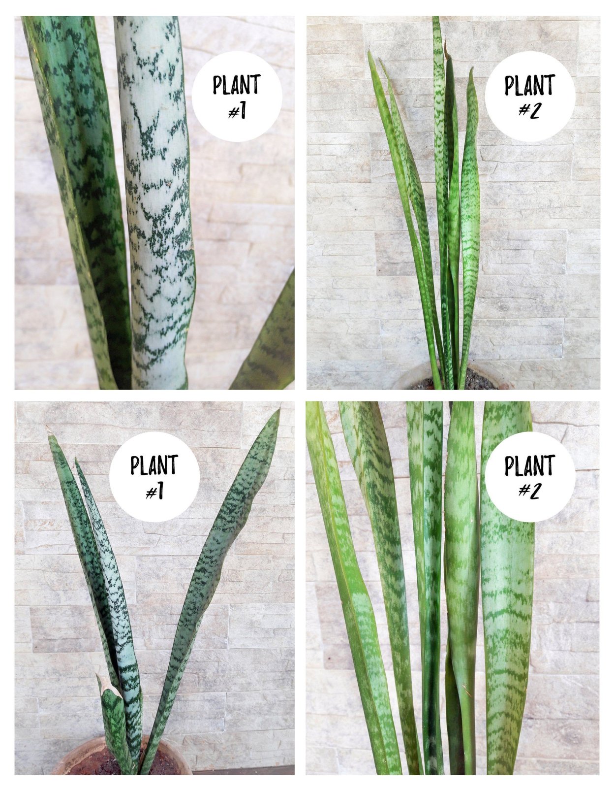 Сансевиерия роксбургиана