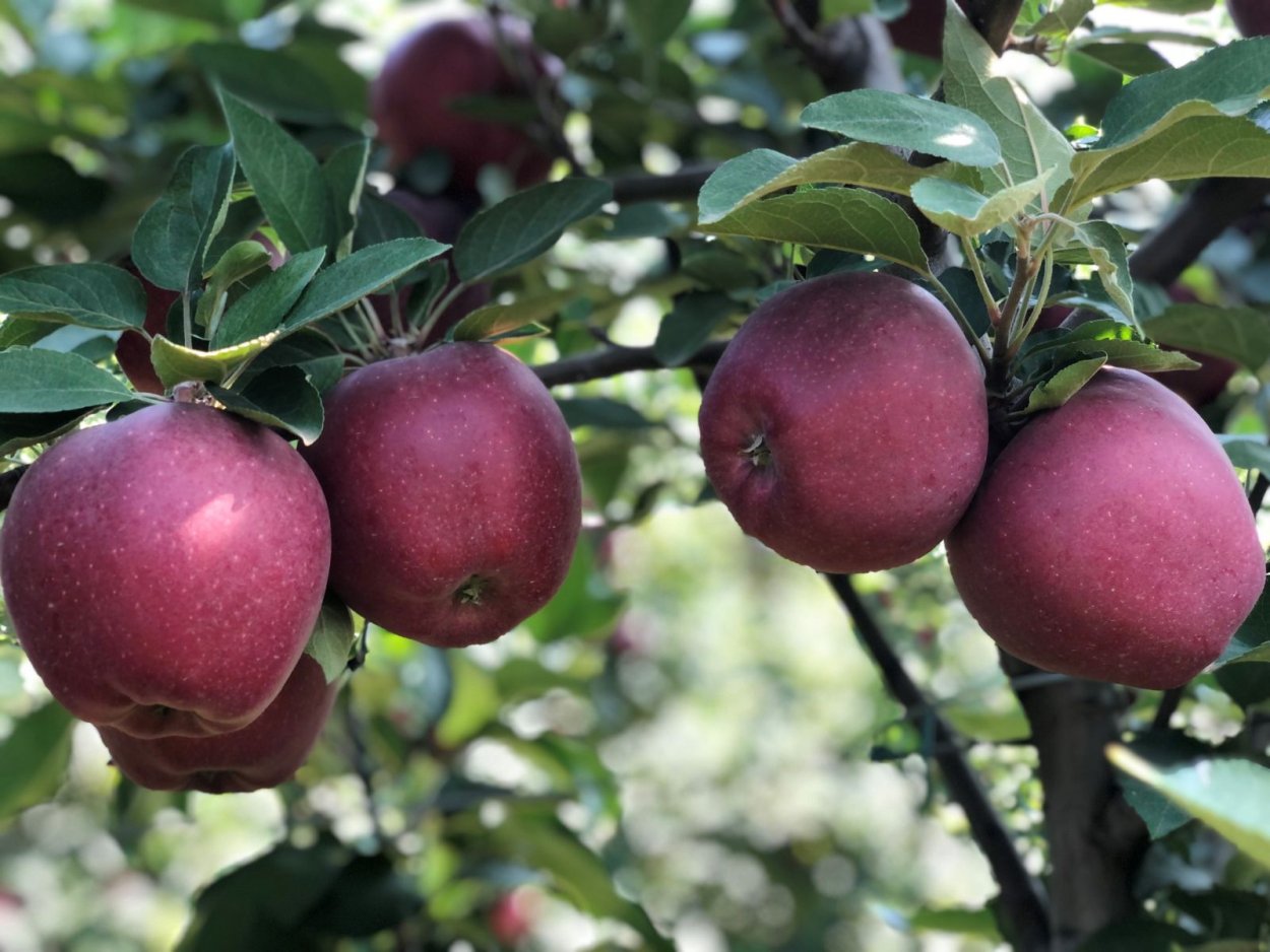Яблоня Парадизка Будаговского