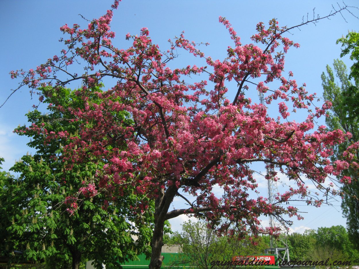 Райские яблочки китайка