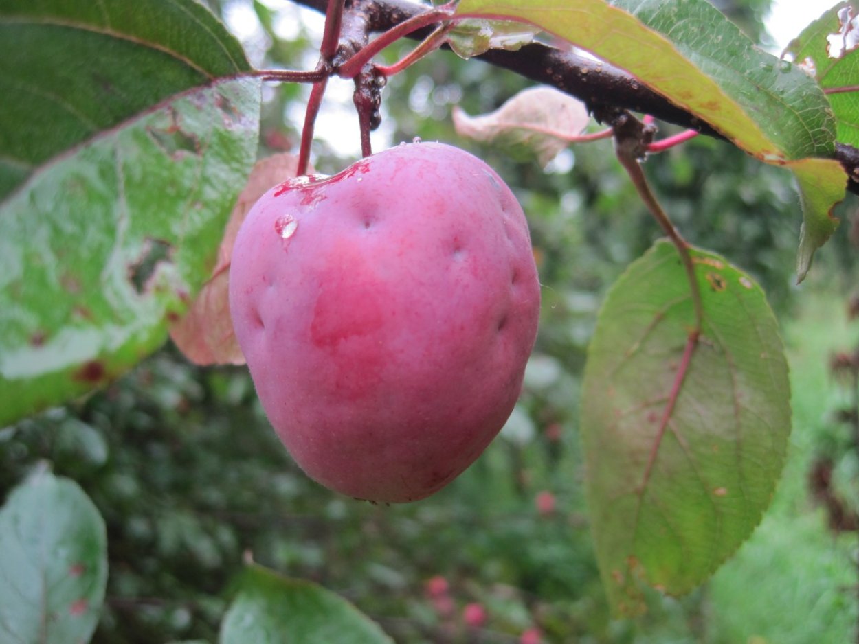 Яблоня китайская сливолистная