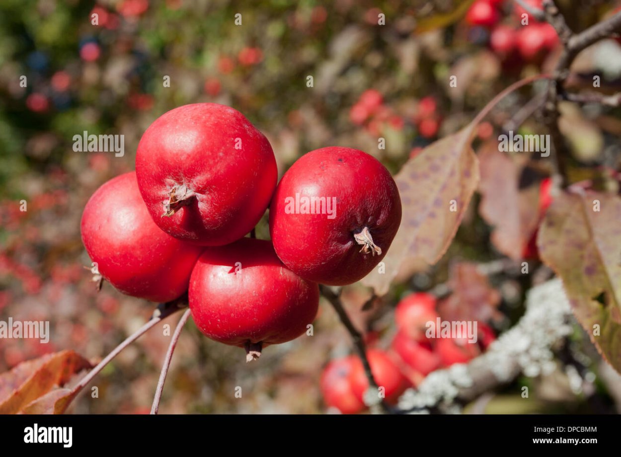 Райка красная (Райские яблочки),